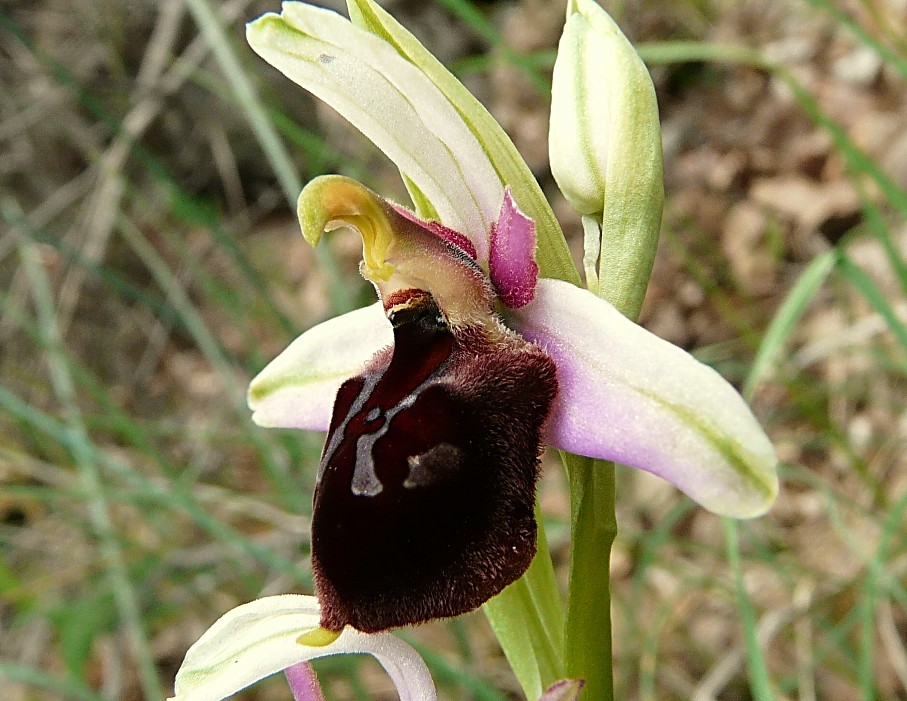 Ophrys biscutella